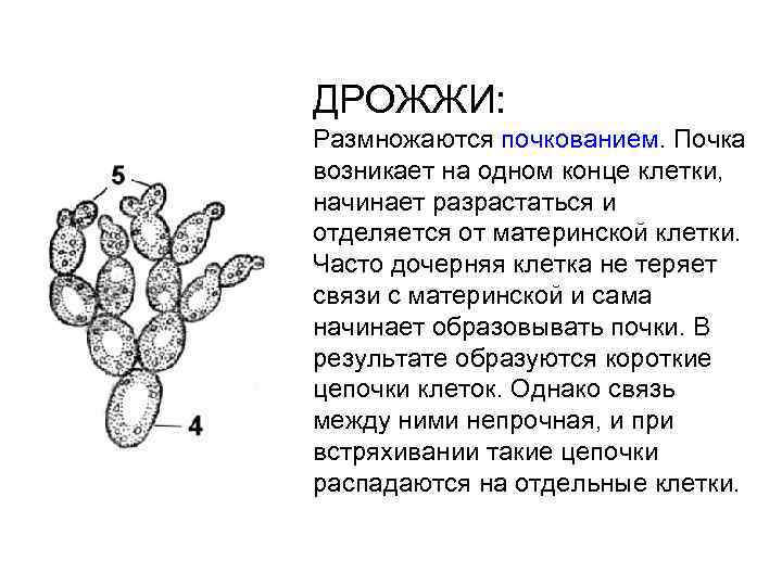 ДРОЖЖИ: Размножаются почкованием. Почка возникает на одном конце клетки, начинает разрастаться и отделяется от