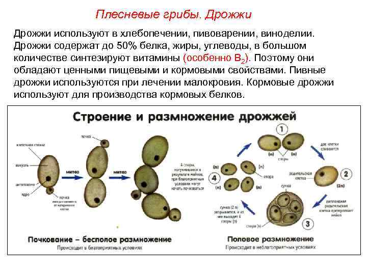 Плесневые грибы. Дрожжи используют в хлебопечении, пивоварении, виноделии. Дрожжи содержат до 50% белка, жиры,