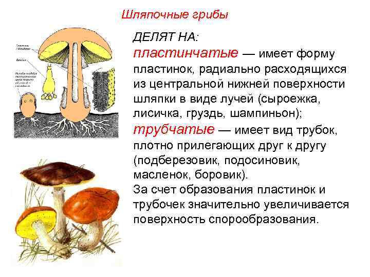 Строение трубчатого гриба рисунок схема