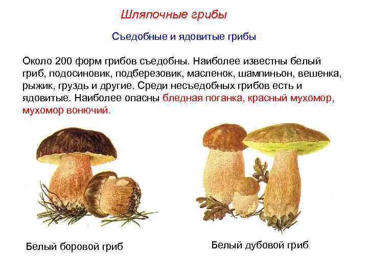 Мхи шляпочные грибы. Съедобные Шляпочные грибы. Несъедобные Шляпочные грибы. Шляпочные и трубчатые грибы таблица. Шляпочные грибы съедобные и несъедобные.