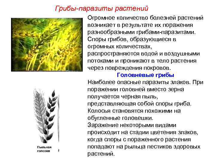 Грибы-паразиты растений Огромное количество болезней растений возникает в результате их поражения разнообразными грибами-паразитами. Споры