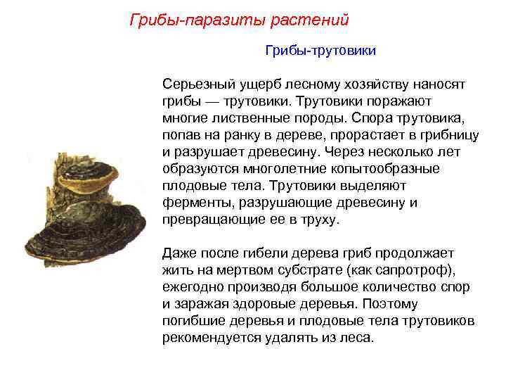 Грибы-паразиты растений Грибы-трутовики Серьезный ущерб лесному хозяйству наносят грибы — трутовики. Трутовики поражают многие