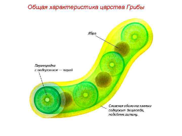 Общая характеристика царства Грибы 