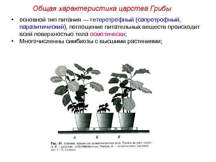 Общая характеристика царства Грибы • основной тип питания — гетеротрофный (сапротрофный, паразитический), поглощение питательных