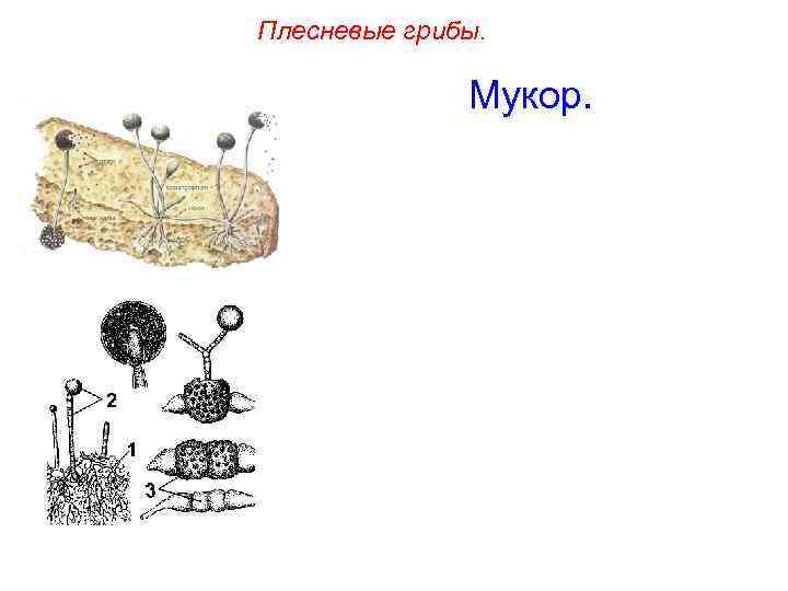Плесневые грибы. Мукор. 