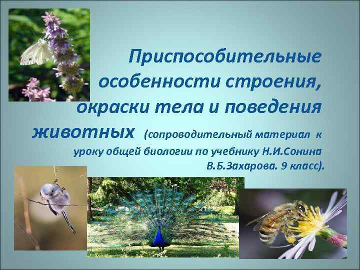Приспособительные особенности строения, окраски тела и поведения животных (сопроводительный материал к уроку общей биологии