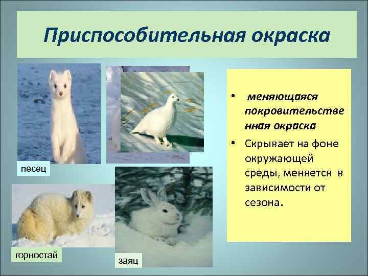 Приспособительная окраска • меняющаяся покровительстве нная окраска • Скрывает на фоне окружающей среды, меняется