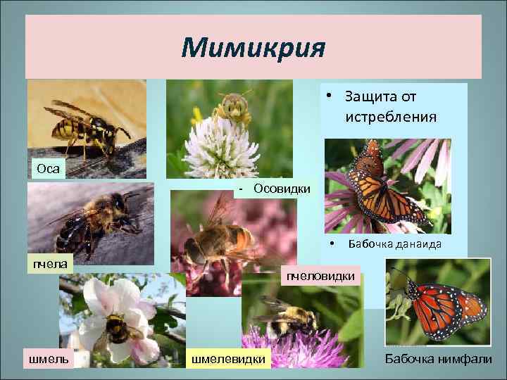 Мимикрия • Защита от истребления Оса - Осовидки • пчела шмель Бабочка данаида пчеловидки
