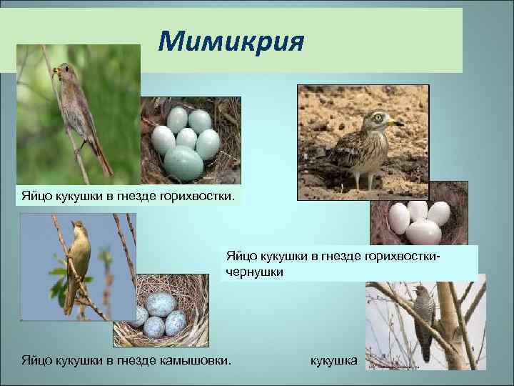 Мимикрия Яйцо кукушки в гнезде горихвосткичернушки Яйцо кукушки в гнезде камышовки. кукушка 