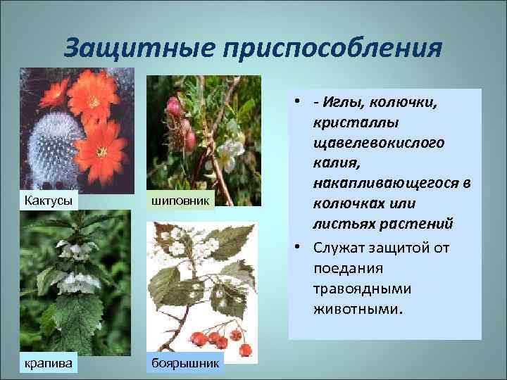 Защитные приспособления Кактусы шиповник крапива боярышник • - Иглы, колючки, кристаллы щавелевокислого калия, накапливающегося