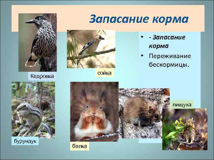 Запасание корма • - Запасание корма • Переживание бескормицы. сойка Кедровка пищуха бурундук белка