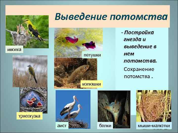 Выведение потомства иволга петушки - Постройка гнезда и выведение в нем потомства. Сохранение потомства.