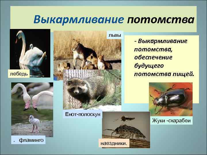 Выкармливание потомства львы лебедь - Выкармливание потомства, обеспечение будущего потомства пищей. Енот-полоскун Жуки -скарабеи