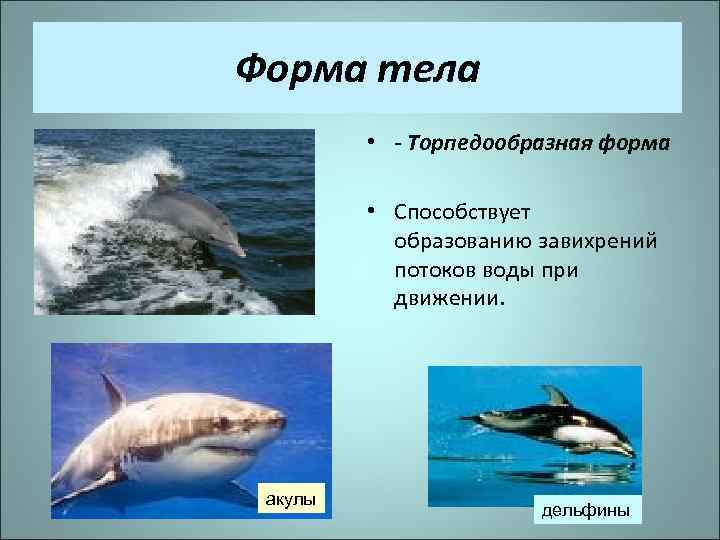 Форма тела • - Торпедообразная форма • Способствует образованию завихрений потоков воды при движении.