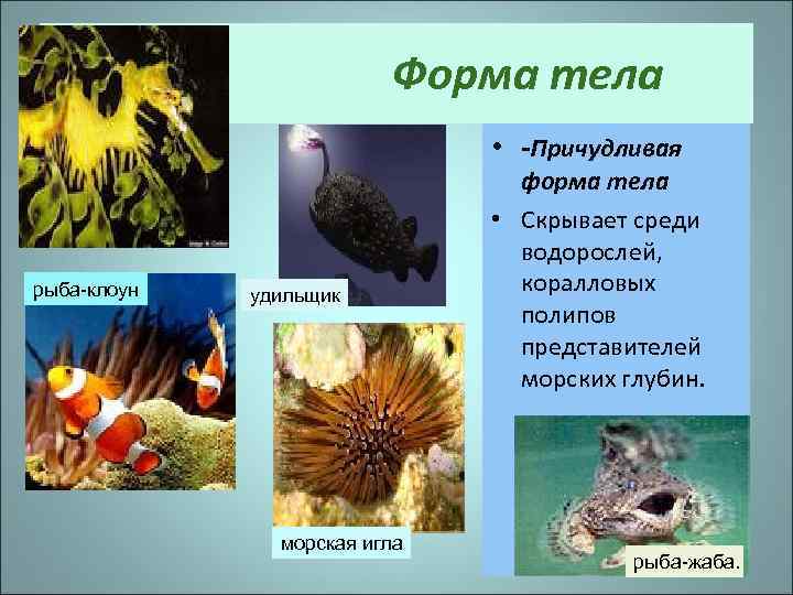 Форма тела • -Причудливая рыба-клоун удильщик морская игла форма тела • Скрывает среди водорослей,