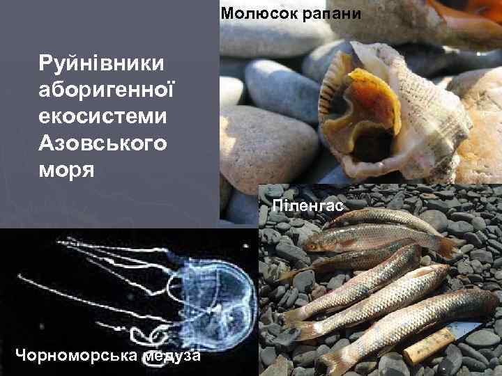 Молюсок рапани Руйнівники аборигенної екосистеми Азовського моря Піленгас Чорноморська медуза 