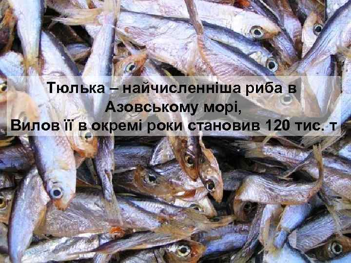 Тюлька – найчисленніша риба в Азовському морі, Вилов її в окремі роки становив 120