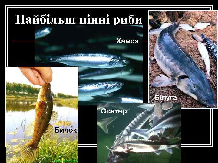 Найбільш цінні риби Хамса Білуга Осетер Бичок 