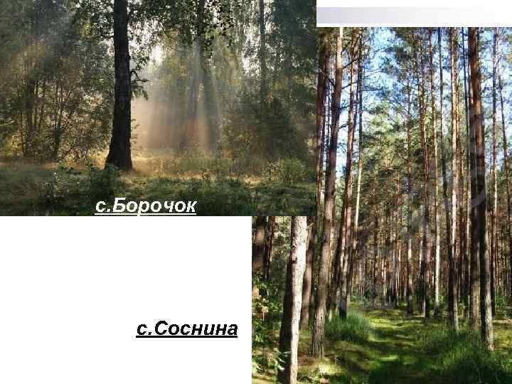 с. Борочок с. Соснина 