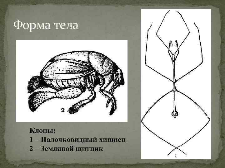 Какой тип развития характерен для клопа щитника ягодного изображенного на рисунке