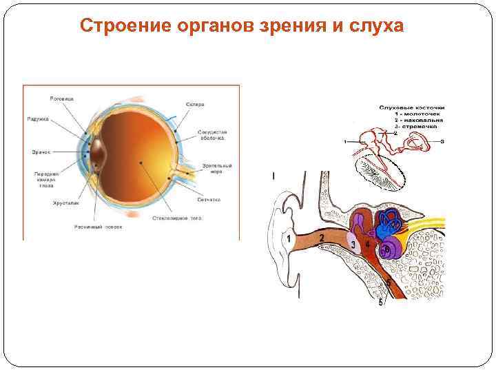Гигиена зрения и слуха. Органы зрения и слуха. Строение органа зрения. Строение органов зрения и слуха. Строение органа слуха.