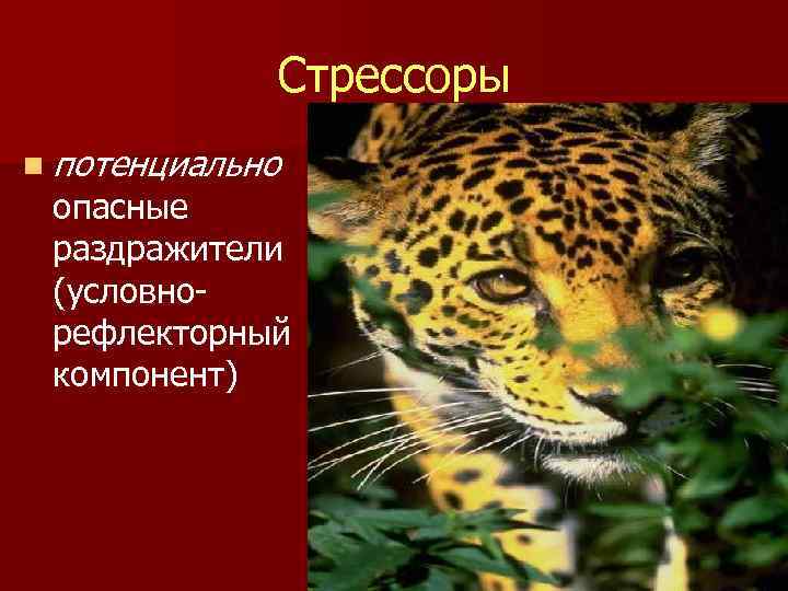 Стрессоры n потенциально опасные раздражители (условнорефлекторный компонент) 