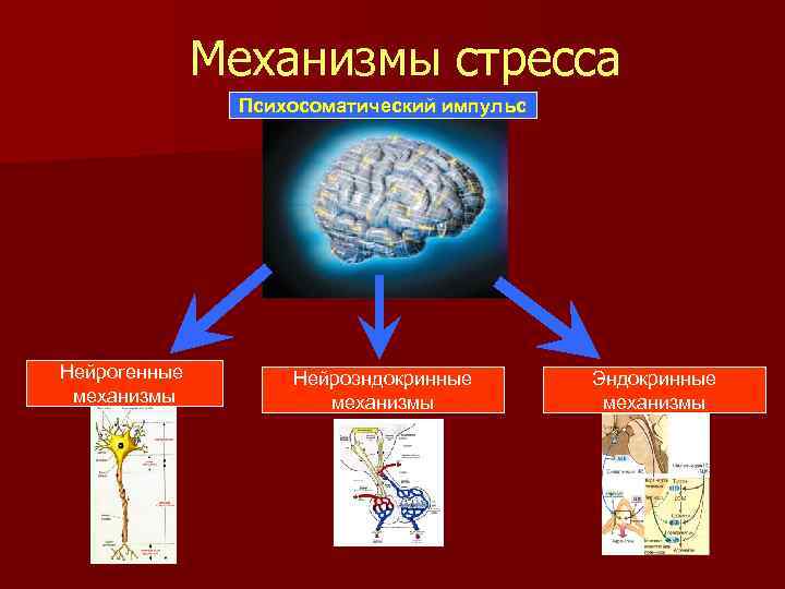 Механизм стресса