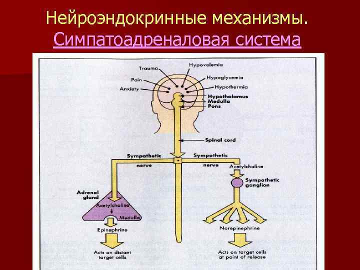 Нейроэндокринные механизмы. Симпатоадреналовая система 