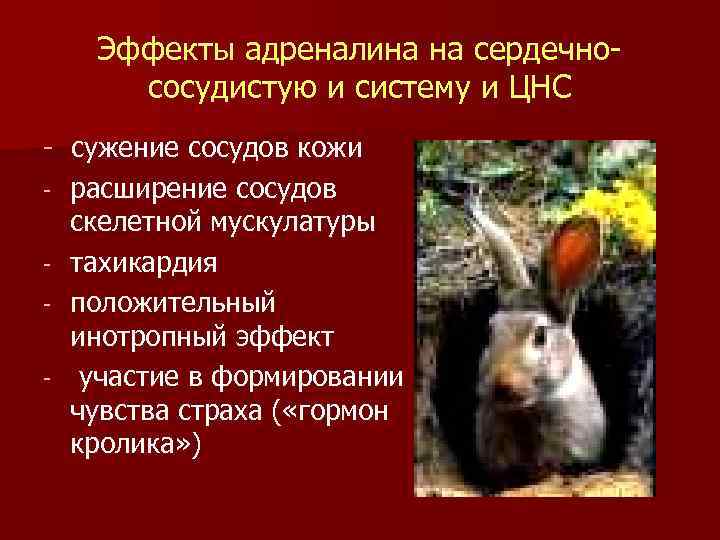 Эффекты адреналина на сердечнососудистую и систему и ЦНС - сужение сосудов кожи - расширение