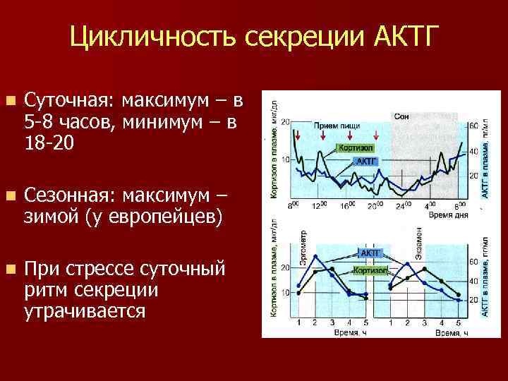 Цикличность секреции АКТГ n Суточная: максимум – в 5 -8 часов, минимум – в