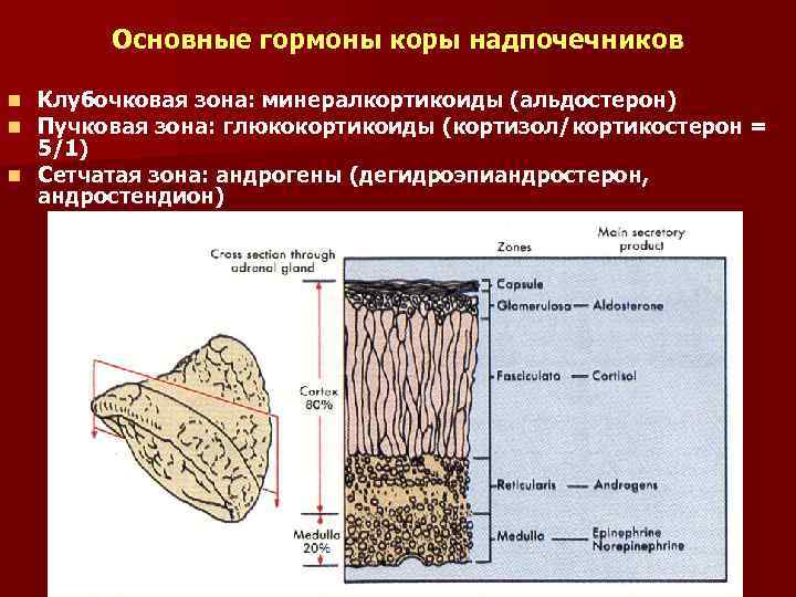 Сетчатая зона надпочечника вырабатывает