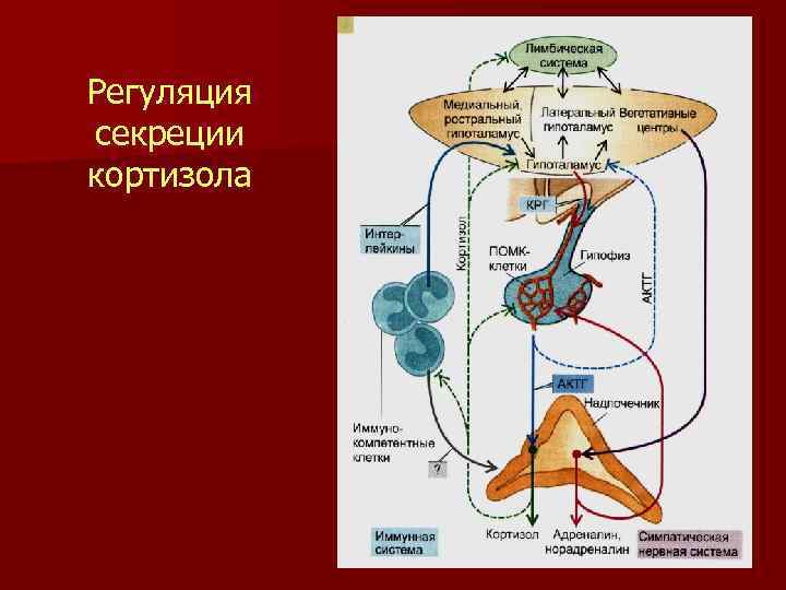 Схема регуляции синтеза и секреции кортизола