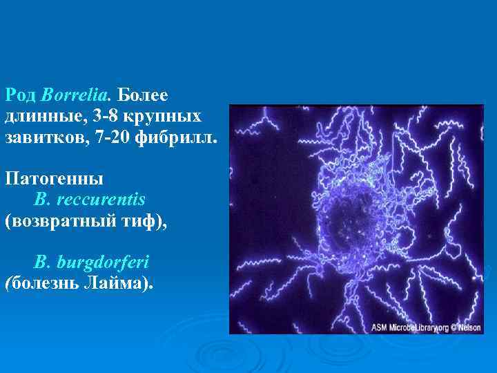 Род Borrelia. Более длинные, 3 -8 крупных завитков, 7 -20 фибрилл. Патогенны B. reccurentis