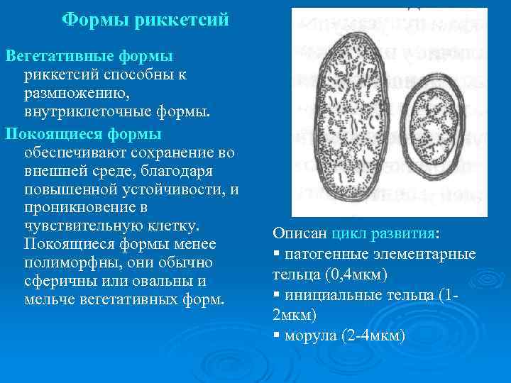 Покоящиеся формы микроорганизмов