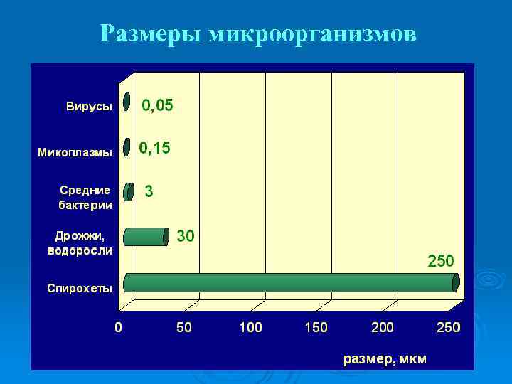 Размеры микроорганизмов 