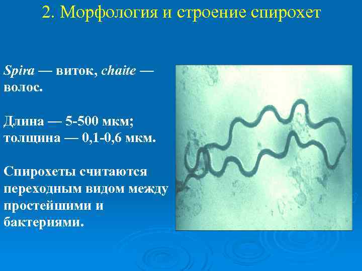  2. Морфология и строение спирохет Spira — виток, chaite — волос. Длина —