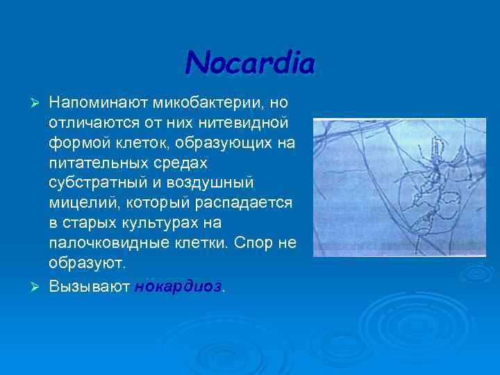  Nocardia Ø Напоминают микобактерии, но отличаются от них нитевидной формой клеток, образующих на