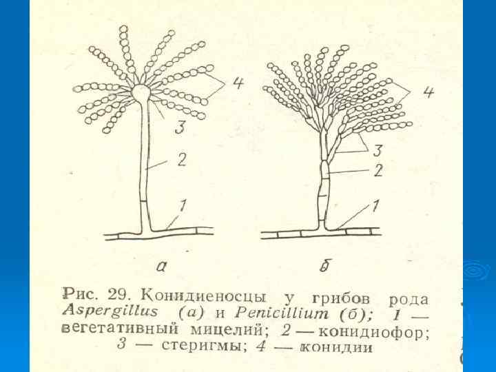 Рисунок пеницилла с подписями