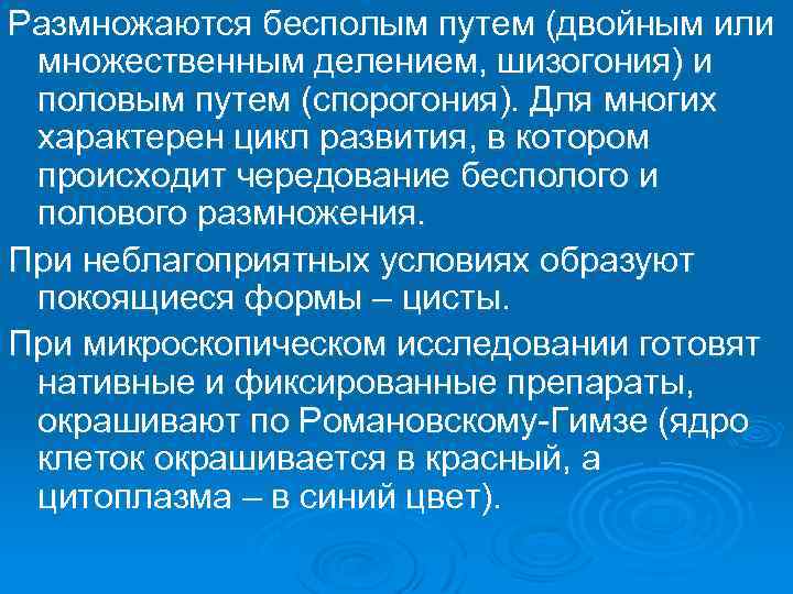 Размножаются бесполым путем (двойным или множественным делением, шизогония) и половым путем (спорогония). Для многих