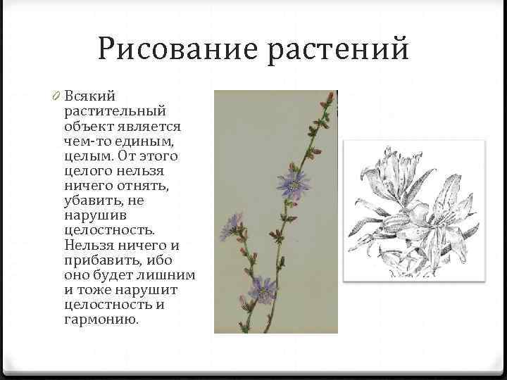 Рисование растений 0 Всякий растительный объект является чем-то единым, целым. От этого целого нельзя