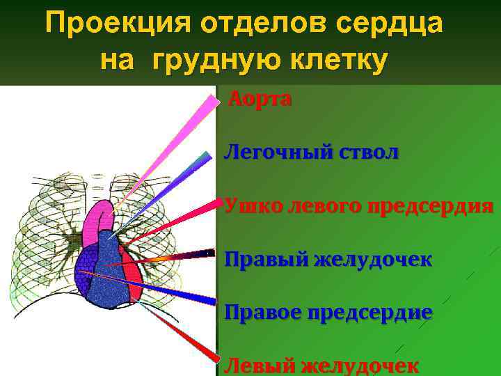 Проекция сердца. Проекция отделов сердца. Проекция различных отделов сердца на грудную клетку. Проекция правого предсердия на грудную клетку. Проекция правого желудочка на грудную клетку.