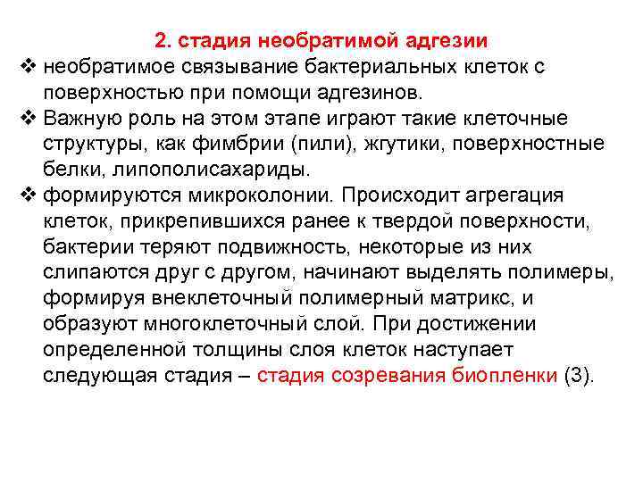 2. стадия необратимой адгезии v необратимое связывание бактериальных клеток с поверхностью при помощи адгезинов.