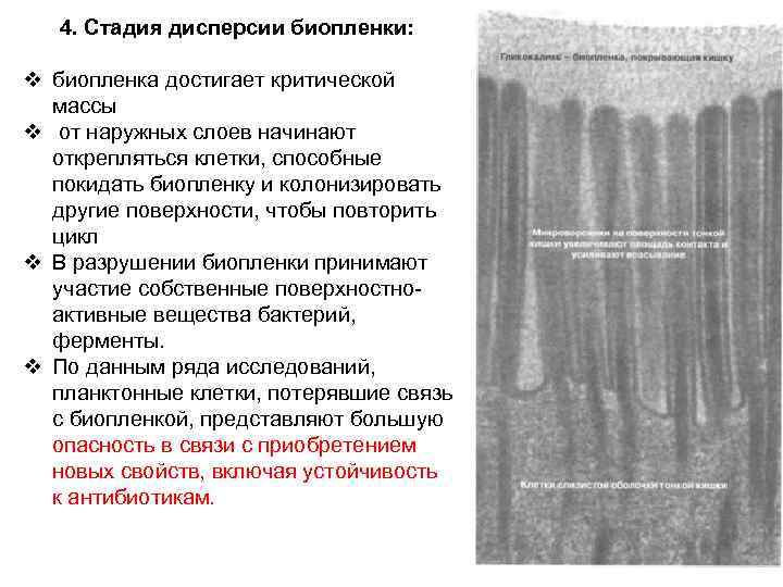 4. Стадия дисперсии биопленки: v биопленка достигает критической массы v от наружных слоев начинают
