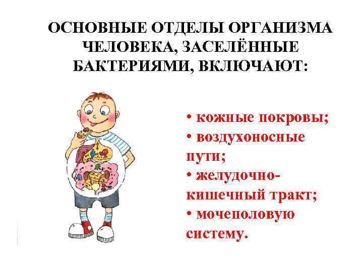 ОСНОВНЫЕ ОТДЕЛЫ ОРГАНИЗМА ЧЕЛОВЕКА, ЗАСЕЛЁННЫЕ БАКТЕРИЯМИ, ВКЛЮЧАЮТ: • кожные покровы; • воздухоносные пути; •