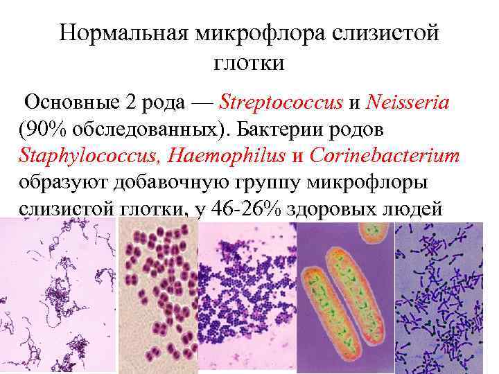 Нормальная микрофлора слизистой глотки Основные 2 рода — Streptococcus и Neisseria (90% обследованных). Бактерии