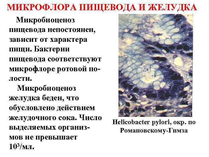 МИКРОФЛОРА ПИЩЕВОДА И ЖЕЛУДКА Микробиоценоз пищевода непостоянен, зависит от характера пищи. Бактерии пищевода соответствуют