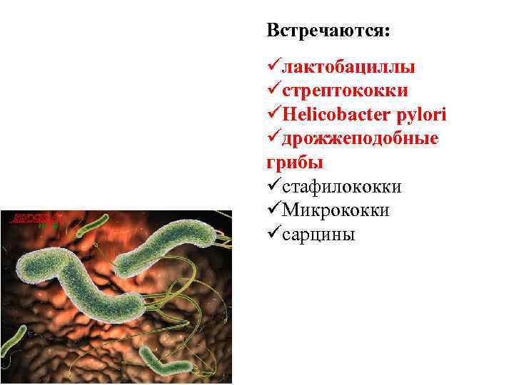 Встречаются: üлактобациллы üстрептококки üHelicobacter pylori üдрожжеподобные грибы üстафилококки üМикрококки üсарцины 