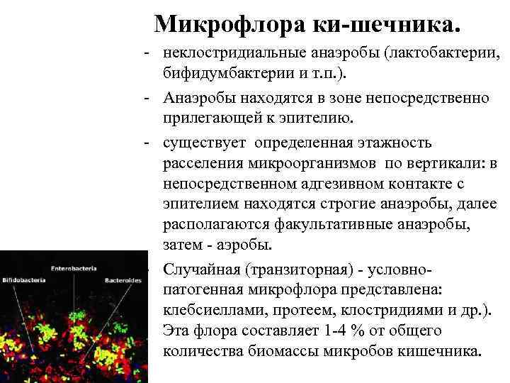 Презентация микрофлора организма человека