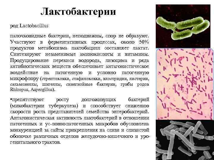 Лактобактерии род Lactobacillus палочковидные бактерии, неподвижны, спор не образуют. Участвуют в ферментативных процессах, около