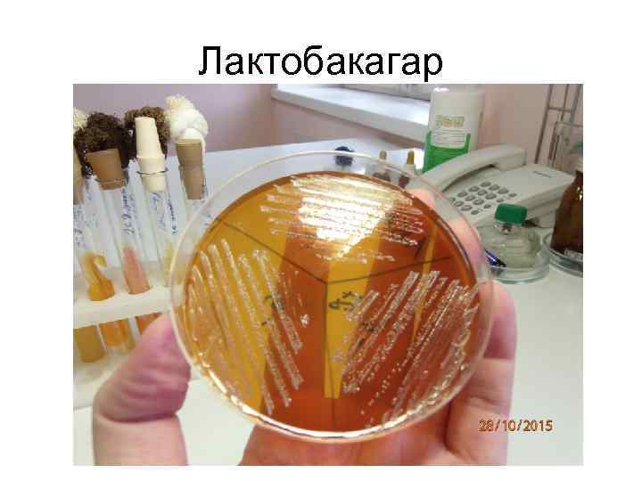 Лактобакагар 